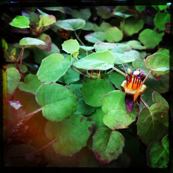 Fuchsia procumbens