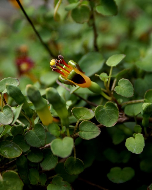 Fuchsia procumbens