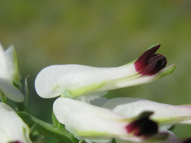 Fumeterre blanche (Fumaria capreolata)