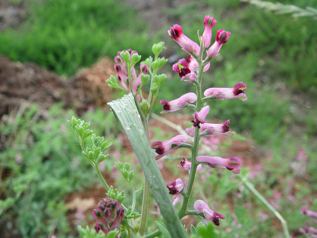 Fumeterre officinale