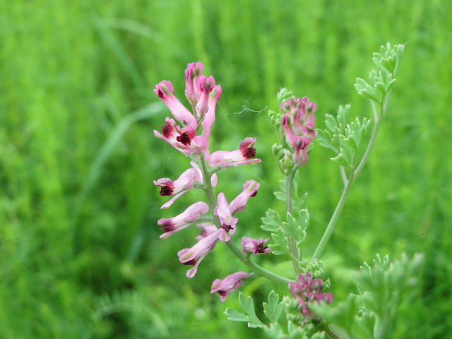 Fumeterre officinale