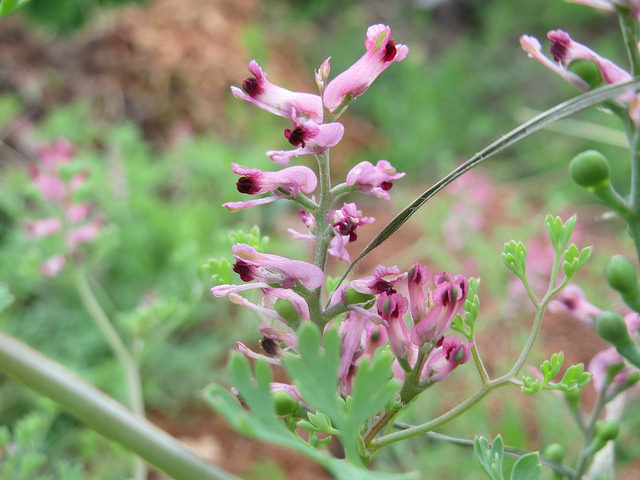 Fumeterre officinale