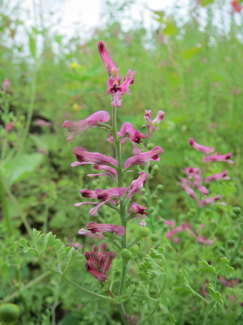 Fumeterre officinale