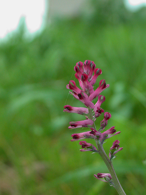 Fumeterre officinale