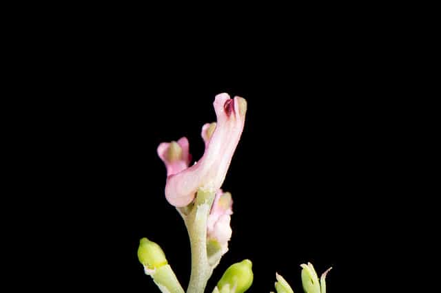 Fumeterre à petites fleurs