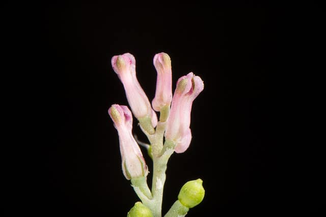 Fumeterre à petites fleurs