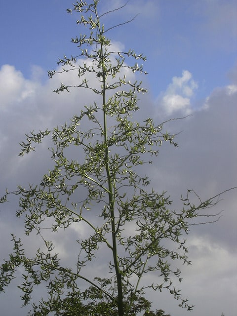 Chanvre de maurice (Furcraea foetida)
