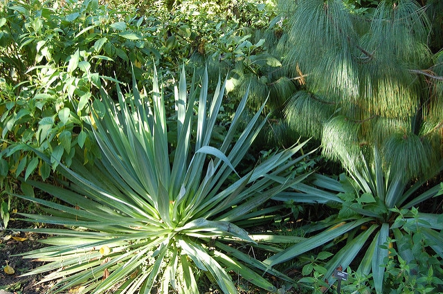 Furcraea longaeva