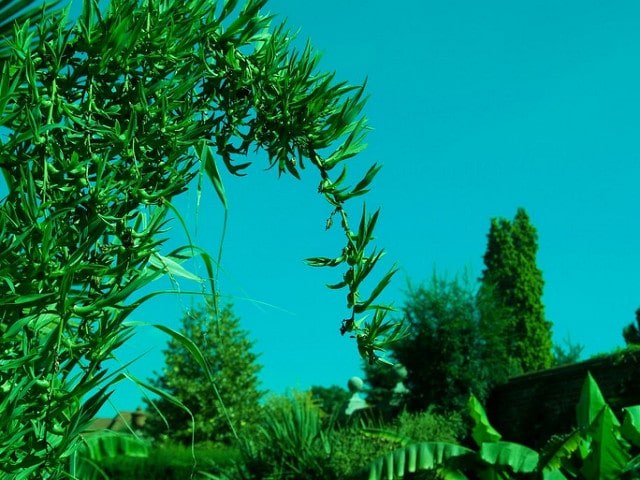 Furcraea longaeva