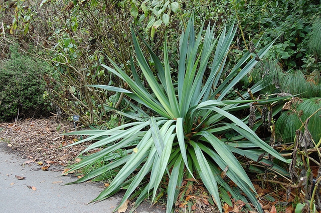 Furcraea longaeva (Furcraea longaeva)