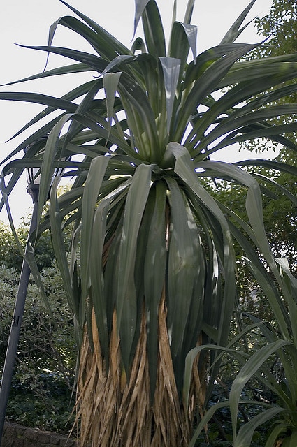 Furcraea parmentieri (Furcraea parmentieri)