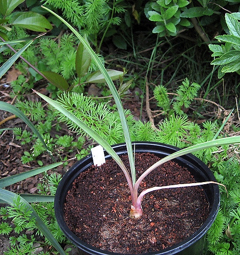 Furcraea parmentieri