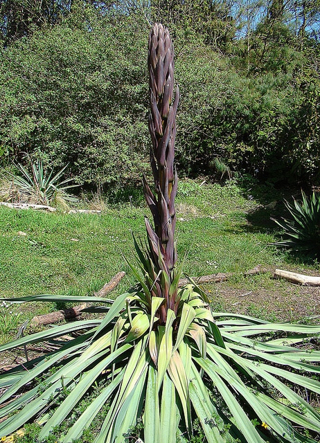 Furcraea parmentieri