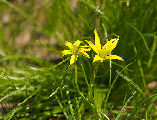 Gagée jaune (Gagea lutea)