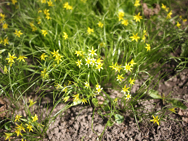 Gagée des champs (Gagea minima)