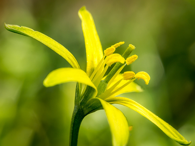 Gagée des prés (Gagea pratensis)