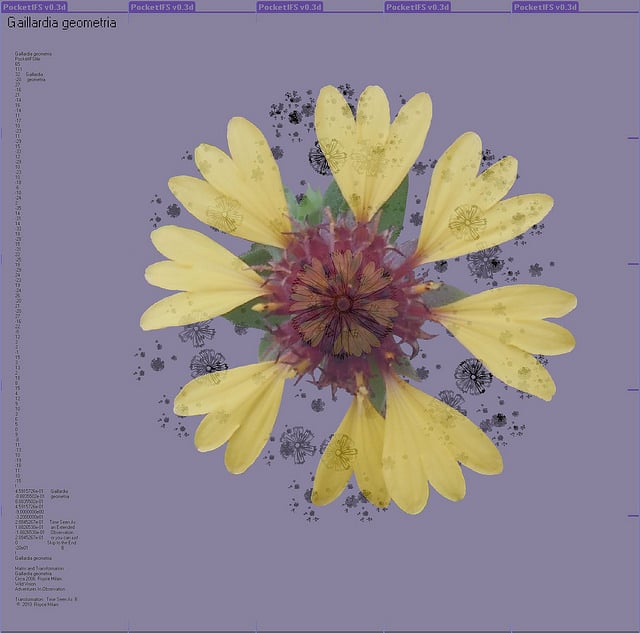 Gaillardia aestivalis (Gaillardia aestivalis)