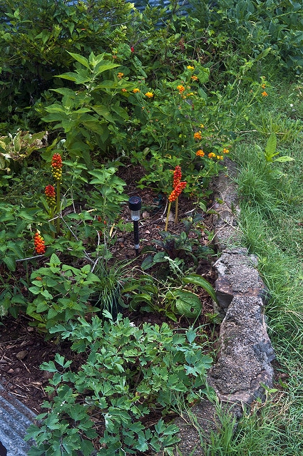 Gaillardia aestivalis