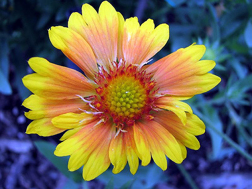 Gaillarde aristée
