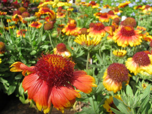 Gaillarde aristée