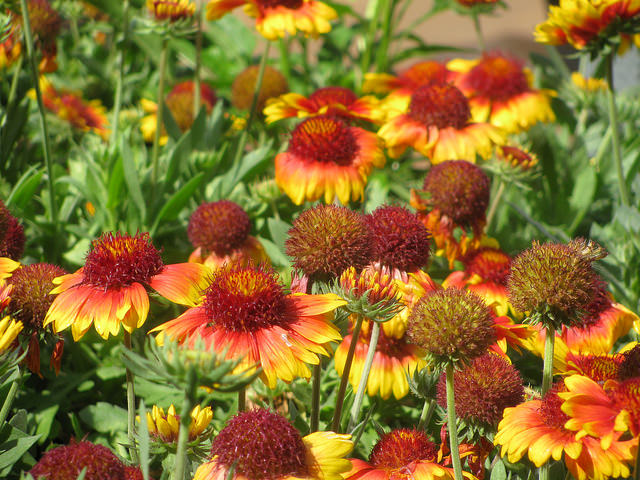 Gaillarde aristée