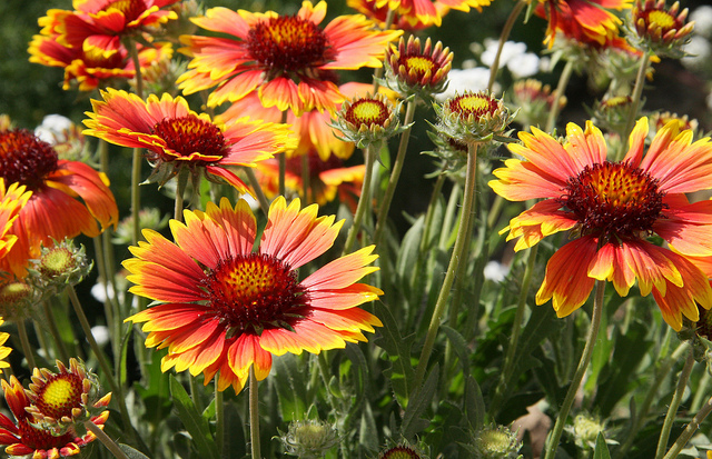 Gaillarde aristée (Gaillardia aristata)