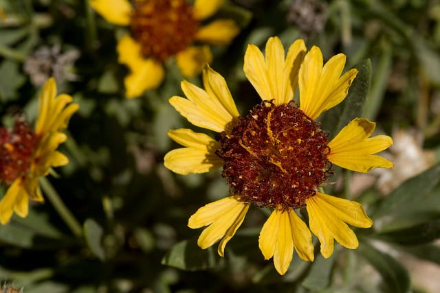 Gaillardia multiceps