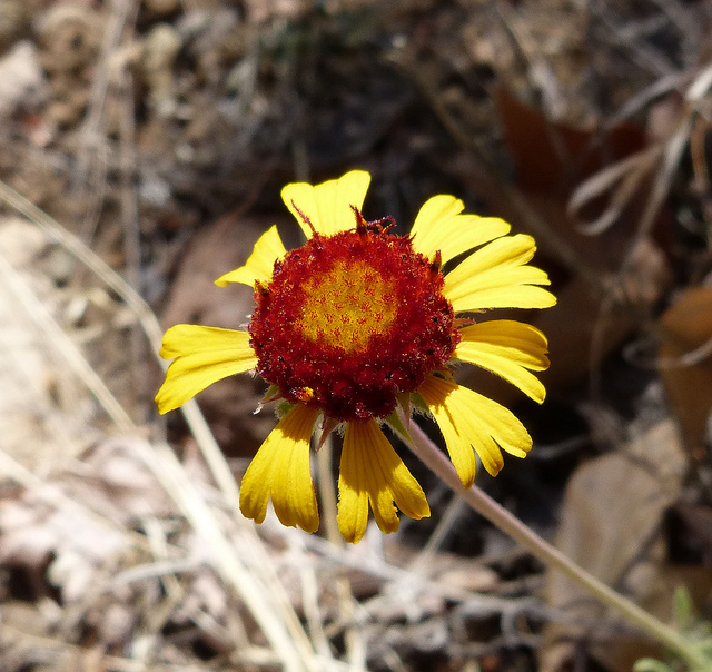 Gaillardia pinnatifida