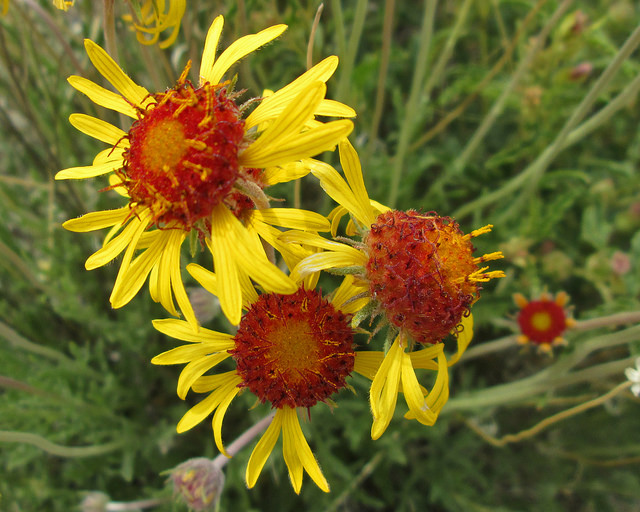 Gaillardia pinnatifida