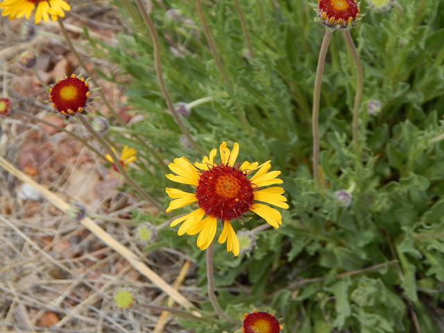 Gaillardia pinnatifida