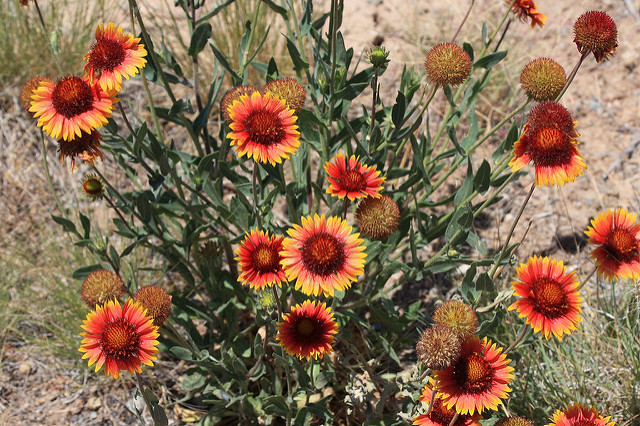 Gaillardia pinnatifida