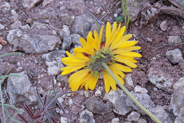 Gaillardia pinnatifida