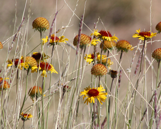 Gaillardia pinnatifida (Gaillardia pinnatifida)