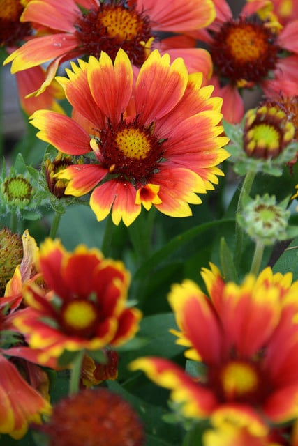 Gaillarde jolie (Gaillardia pulchella)