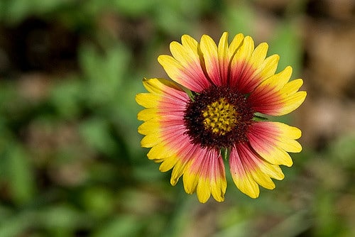 Gaillarde jolie
