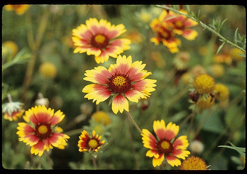 Gaillarde jolie