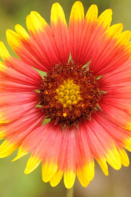 Gaillarde jolie