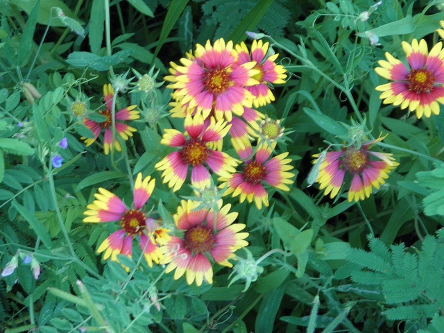 Gaillarde jolie