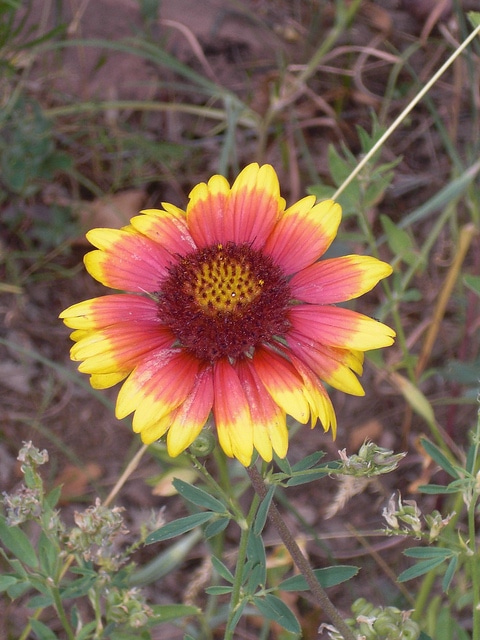 Gaillarde jolie