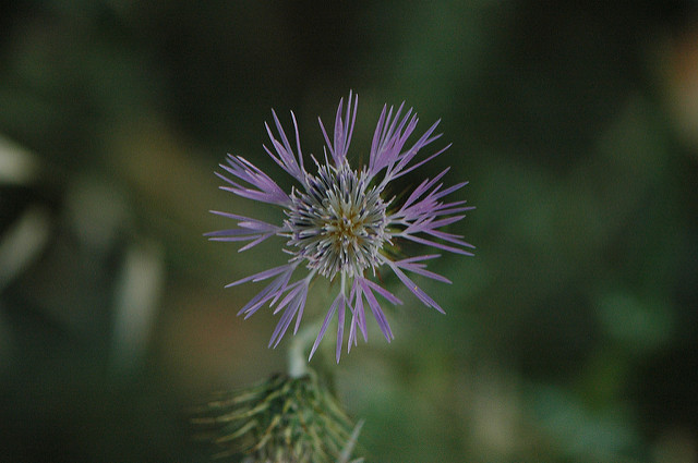 Chardon laiteux