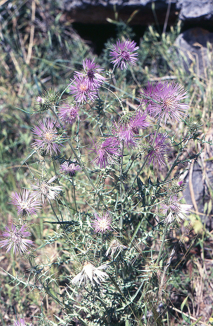 Chardon laiteux