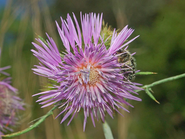 Chardon laiteux (Galactites tomentosa)
