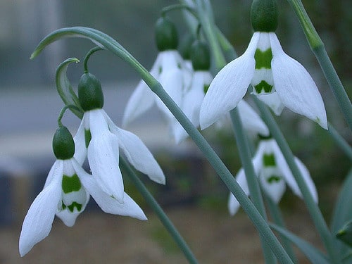 Perce-neige géant (Galanthus elwesii)
