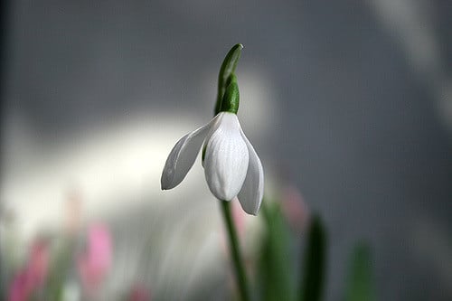 Perce-neige géant