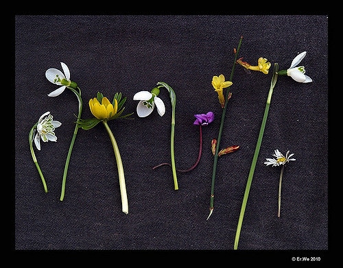 Perce-neige géant