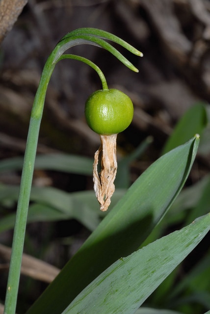 Perce-neige géant