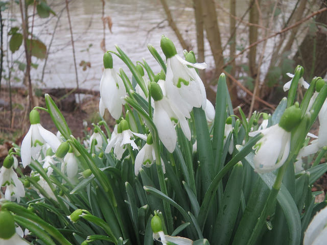 Perce-neige (Galanthus nivalis)