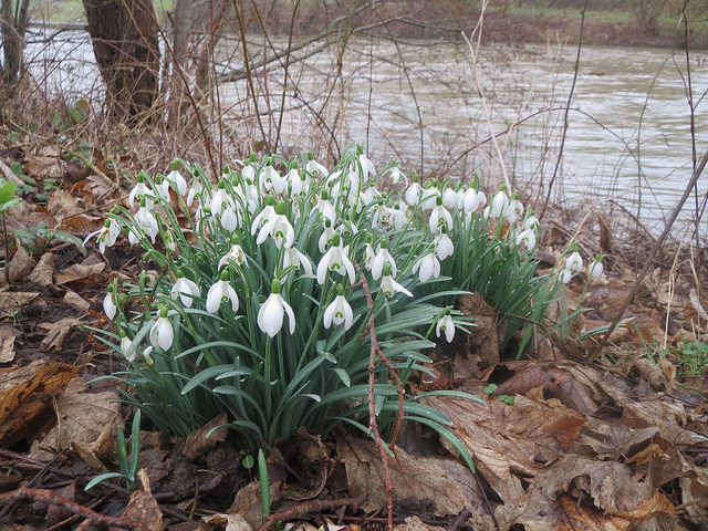 Perce-neige