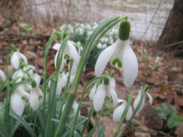 Perce-neige