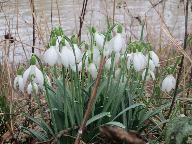 Perce-neige